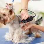 آموزش آرایش حیوانات خانگی (پت گرومینگ)