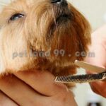 آموزش اصلاح موی سگ