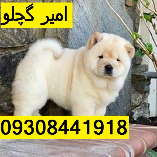 خرید سگ چاو چاو فروش سگ پشامالو