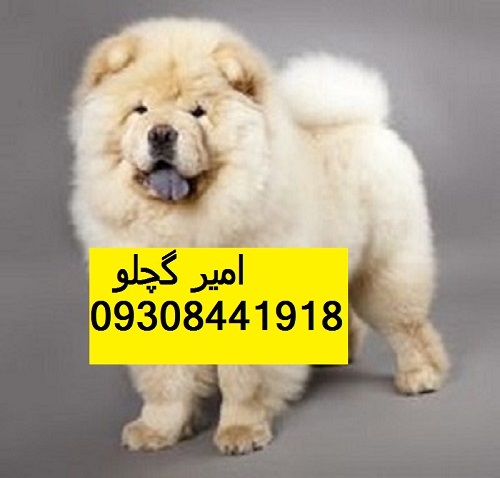 خرید فروش سگ چاو چاو  پوزه فلت وارداتی