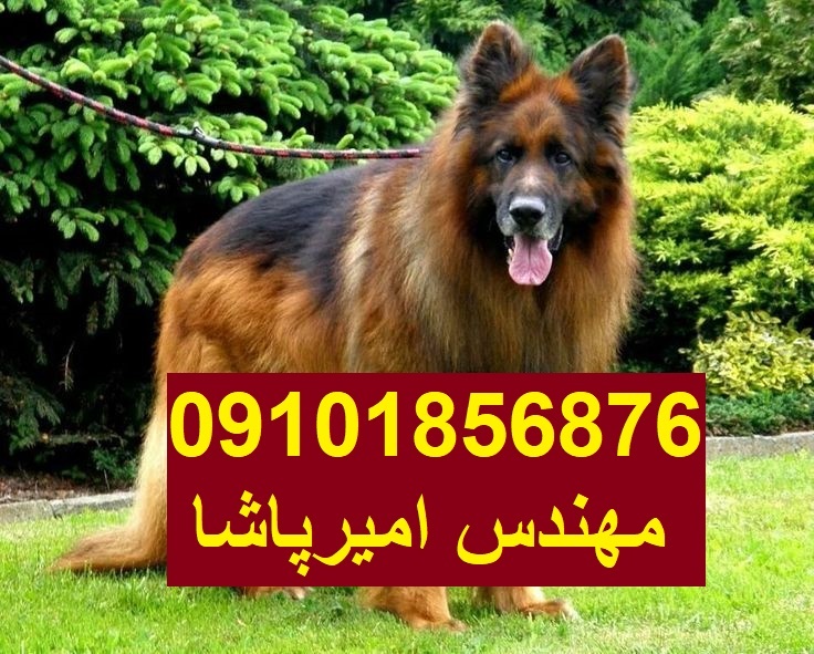 فروش توله ژرمن اصیل خرید سگ نگهبان خرید سگ ژرمن شپرد اصیل فروش سگ ژرمن شیپرد قیمت توله سگ ژرمن