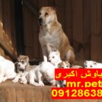 خرید سگ الابای روسی فروش سگ الابای روسی