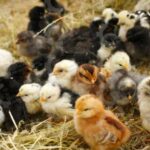 🐣🐣🐣 *جوجه مرغ بومی*🐣🐣🐣