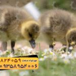 🐣🐣🐣 *جوجه غاز گوشتی*🐣🐣🐣