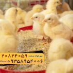 🐣🐣🐣 *جوجه راس ۳۰۸*🐣🐣🐣