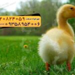 🐣🐣🐣 *جوجه اُردک گوشتی*🐣🐣🐣