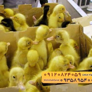 🐣🐣🐣 *جوجه اُردک گوشتی*🐣🐣🐣