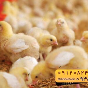 🐣🐣🐣 *جوجه راس ۳۰۸*🐣🐣🐣