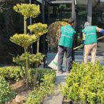 خدمات نگهداری فضای سبز و باغبانی