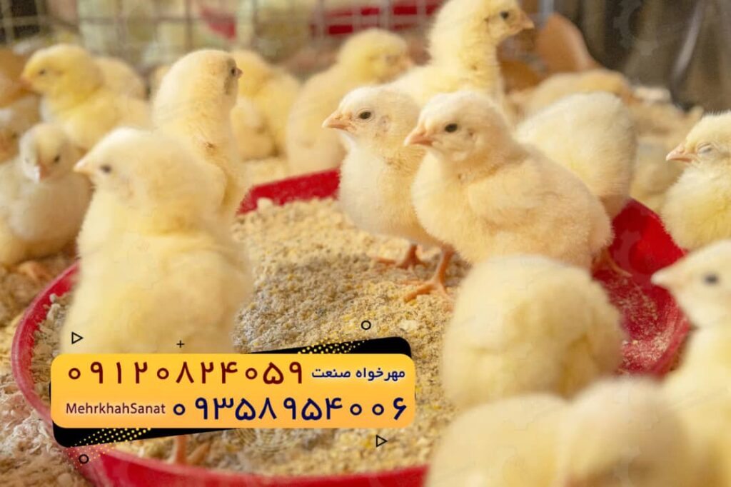 جوجه راس 308 یک روزه
