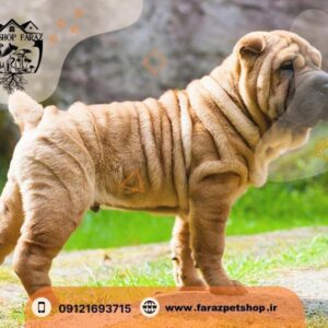 پت شاپ در عظیمیه کرج