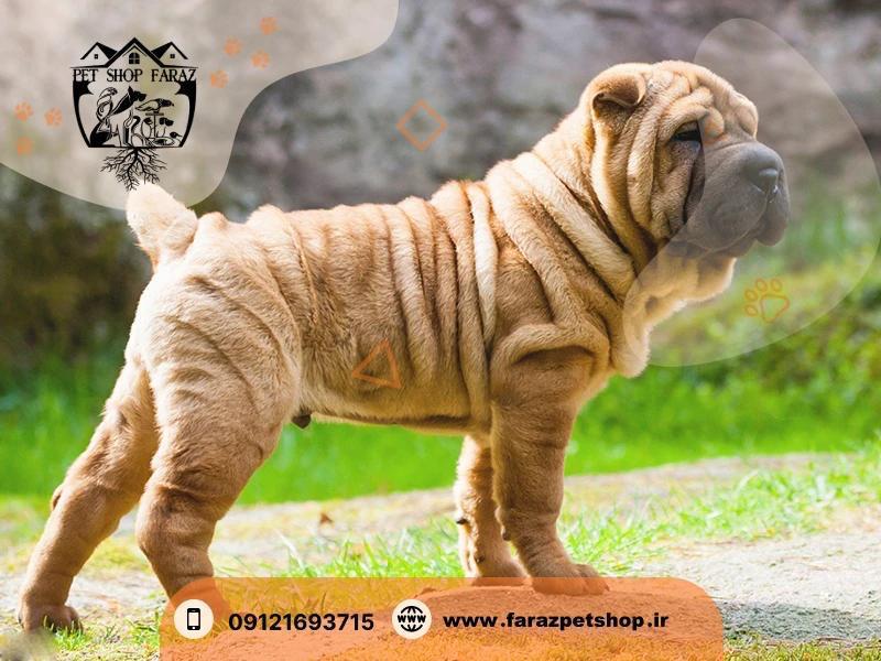 پت شاپ در عظیمیه کرج