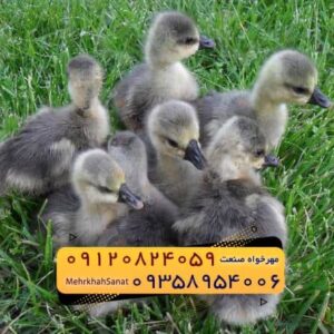 🐣🐣🐣 *جوجه غاز گوشتی*🐣🐣🐣