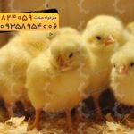 🐣🐣🐣 *جوجه راس ۳۰۸*🐣🐣🐣