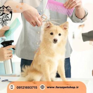 فروش سگ اشپیتز تجریش