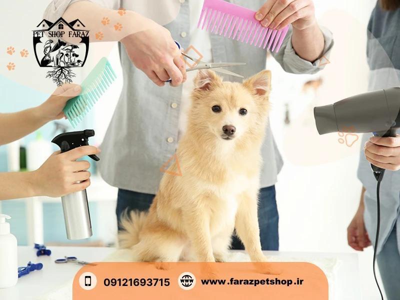 فروش سگ اشپیتز تجریش