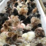 🐣🐣🐣 *جوجه مرغ بومی*🐣🐣🐣