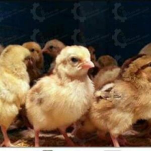 جوجه مرغ بومی