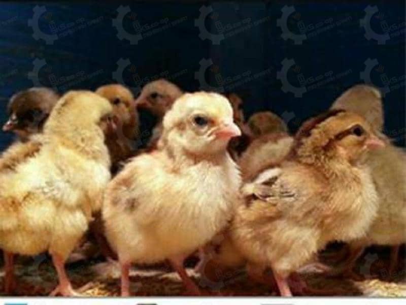 جوجه مرغ بومی