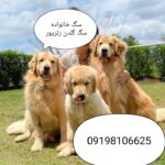 گلدن رتریور سگ گلدن دارچینی