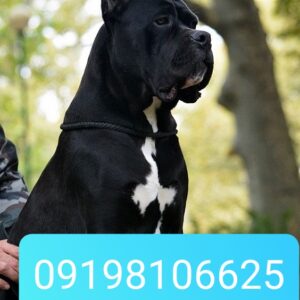 فروش سگ کن کورسونر فروش سگ ماده کن کورسو