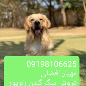 فروش سگ گلدن رتریور