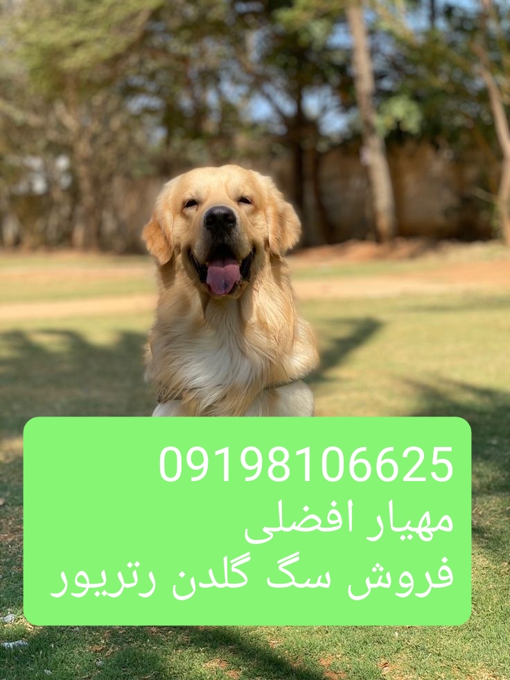 فروش سگ گلدن رتریور