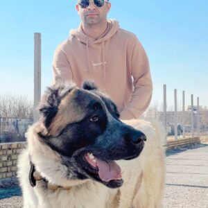 سگ ژرمنشپرد فروش سگ نگهبان سفت در کرج
