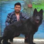 فروش سگ ژرمنشپرد فروش توله سگ ژرمنشپرد
