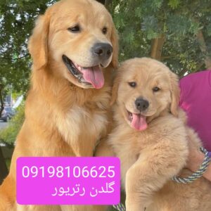 .فروش توله سگهای گلدن رتریور