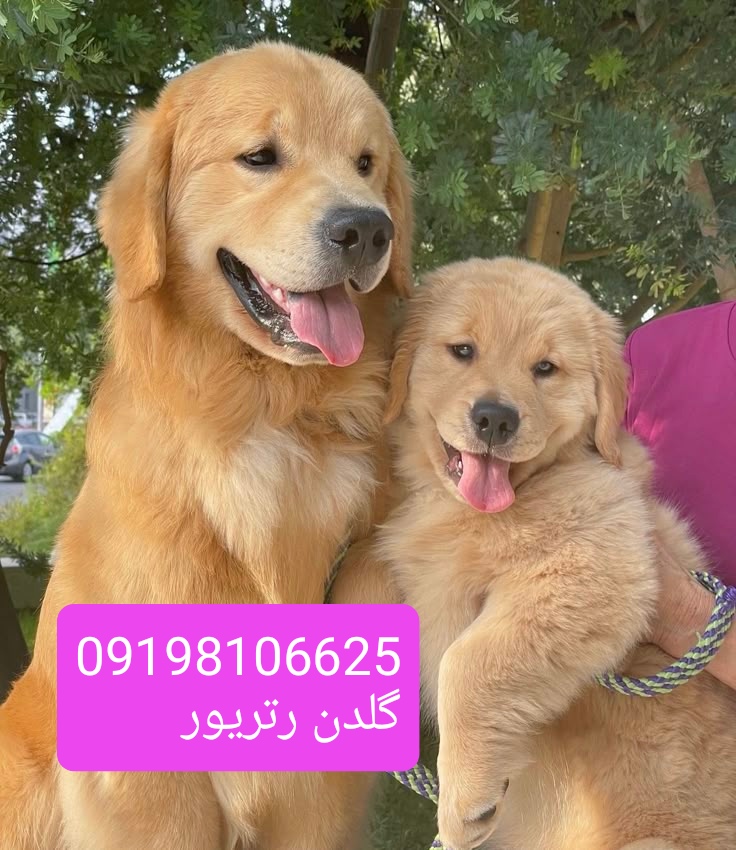 .فروش توله سگهای گلدن رتریور