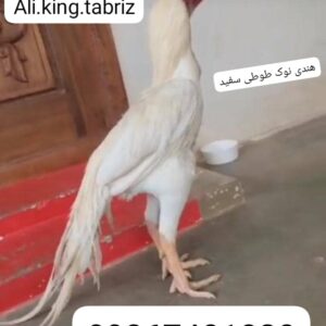 مرغ وخروس هندی نوک طوطی دم طاووسی وچتری