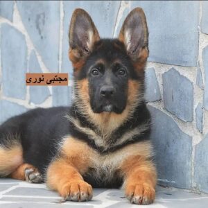مرکز پرورش و فروش سگ ژرمن ، رفیق وفادار خرید ژرمن شپرد مو کوتاه