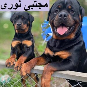 توله روتوایلر با گارانتی سلامت و قابلیت تربیت‌پذیری بالا