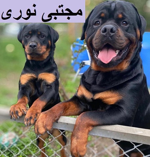 توله روتوایلر با گارانتی سلامت و قابلیت تربیت‌پذیری بالا