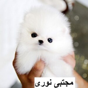 خرید سگ پاکوتاه ، فروش توله سگ نژاد پامرین خرسی ، قیمت سگ توله پامرین
