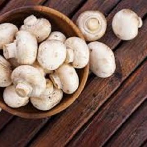 آموزش حرفه‌ای پرورش قارچ