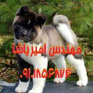 فروش سگ‌های اکیتا اصیل | مجموعه امیرپاشا در محمدشهر - همراهی وفادار و دوست‌داشتنی