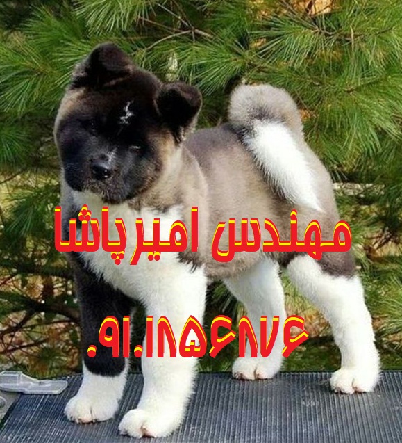 فروش سگ‌های اکیتا اصیل | مجموعه امیرپاشا در محمدشهر – همراهی وفادار و دوست‌داشتنی