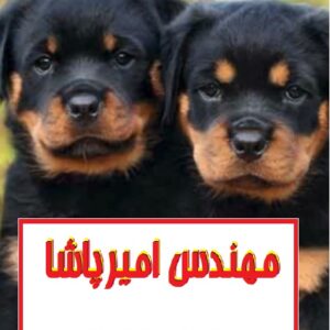 فروش سگ‌های گلدن رتریور اصیل | مجموعه امیرپاشا در محمدشهر - همراهی وفادار و مهربان