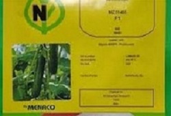بذر خیار نیکرسون 485
