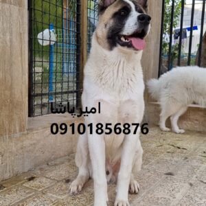 آکیتای اصیل ژاپنی و آمریکایی فقط از امیرپاشا، مجوزدار ایران