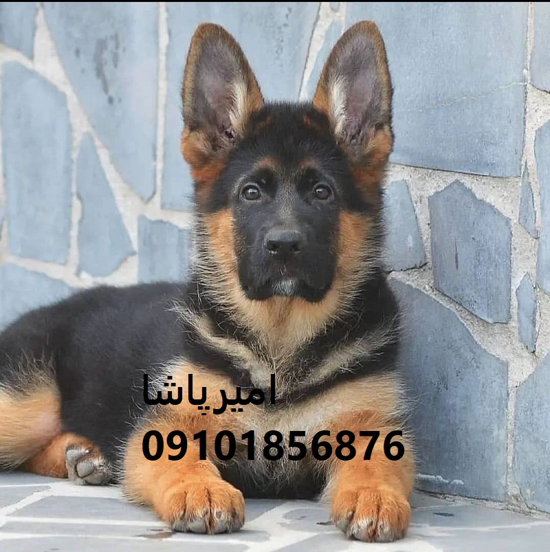 ژرمن شپردِ ما، نه “سگ”… یه VIPِ خونه‌ست! 🕶️ اصیل ✅ واکسینه ✅ با قرارداد رسمی