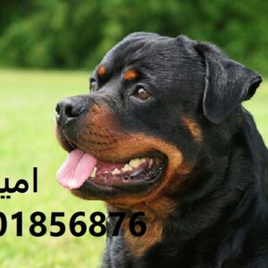 خرید تخصصی سگ روتوایلر اروپایی و آمریکایی با اصالت کامل
