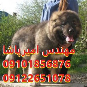 فروش توله سگ قفقازی اصیل | مجموعه امیرپاشا در محمدشهر - همراهی قدرتمند و وفادار!