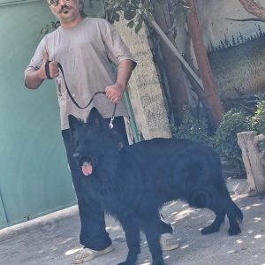 فروش 100 مدل توله سگ ژرمن اصیل از 2ماه تا 3ساله