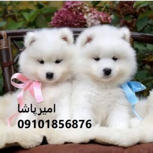خرید توله سامویید ناب با لبخند معروفش