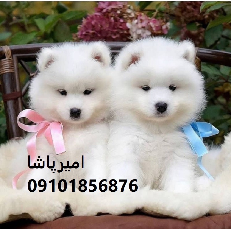 خرید توله سامویید ناب با لبخند معروفش