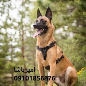 خرید یک مالینویز اصیل، هوشمند و آموزش‌دیده — با قرارداد رسمی
