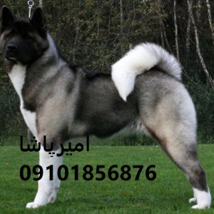 🐺 آکیتای باشخصیتِ ما — آمادهٔ همراهیِ باکلاس، محافظت و حضورِ شاهانه